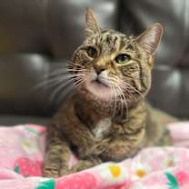 Thumbnail photo of Lacey #1