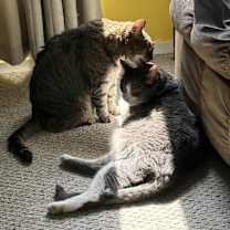 Thumbnail photo of Lacey #2