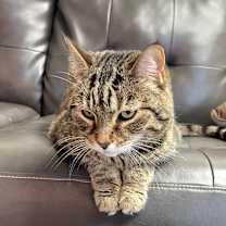 Thumbnail photo of Lacey #3