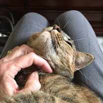 Thumbnail photo of Piper affectionate #1