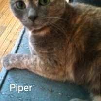 Thumbnail photo of Piper affectionate #3