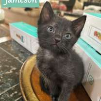 Thumbnail photo of Jameson #1