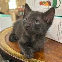 Thumbnail photo of Jameson #2