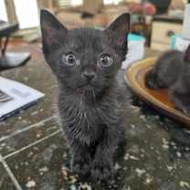 Thumbnail photo of Lucky Charms #1