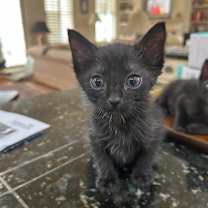 Thumbnail photo of Lucky Charms #3