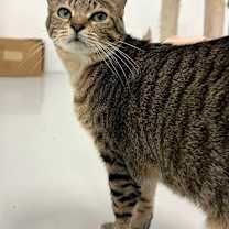 Thumbnail photo of Tabby #3
