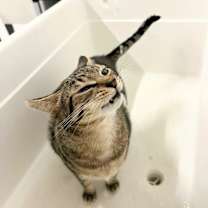 Thumbnail photo of Tabby #2