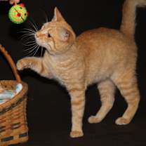 Thumbnail photo of Johnny (Neutered) #2