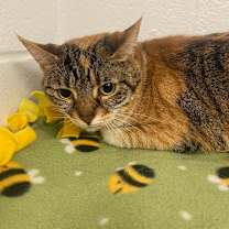 Thumbnail photo of Fifi #2