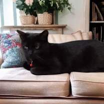 Thumbnail photo of Binx #4