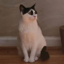 Thumbnail photo of Lilo, Willow Grove Area, (FCID 04/03/2025-136) #2