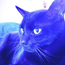 Thumbnail photo of Biscuit #3