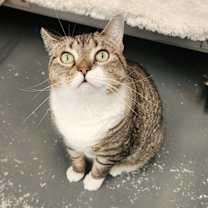 Thumbnail photo of Rosie #2