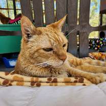 Thumbnail photo of Chiffon #4