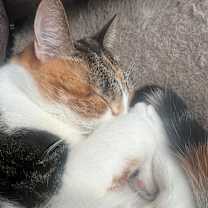 Thumbnail photo of Torrey #3