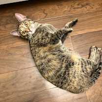 Thumbnail photo of Strawberry Short Cake #3