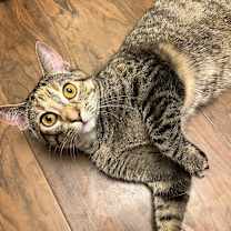 Thumbnail photo of Strawberry Short Cake #4