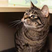 Thumbnail photo of Chi Chi #4