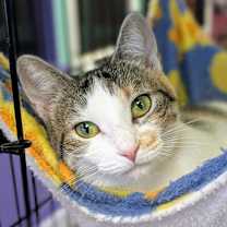 Thumbnail photo of Pearl #1