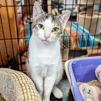 Thumbnail photo of Pearl #2