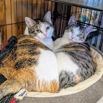 Thumbnail photo of Pearl #3