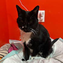 Thumbnail photo of Miss Muffet #2