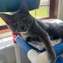 adopt-pet