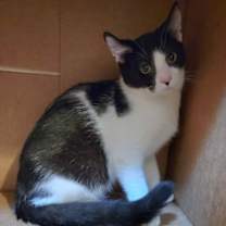 adopt-pet