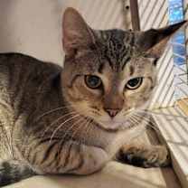 adopt-pet