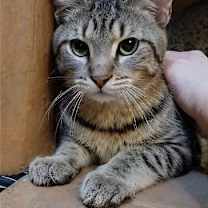 adopt-pet