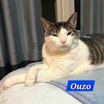 Thumbnail photo of Ouzo #1