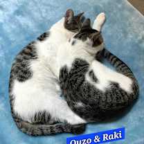 Thumbnail photo of Ouzo #3