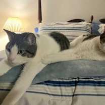 Thumbnail photo of Ouzo #4