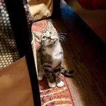 Thumbnail photo of Autumn #2