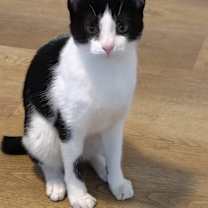 Thumbnail photo of Trapper #1