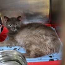 Thumbnail photo of Razzle Dazzle (Neutered) #2