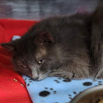 Thumbnail photo of Razzle Dazzle (Neutered) #3