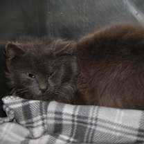 Thumbnail photo of Razzle Dazzle (Neutered) #4