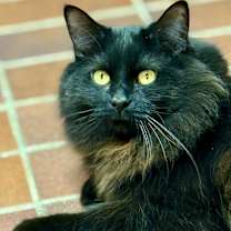 Thumbnail photo of Murphy #1