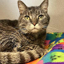 Thumbnail photo of Felix #2