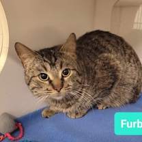 Thumbnail photo of Furbert #2