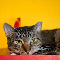 Thumbnail photo of Mice Krispies (Feral) #1