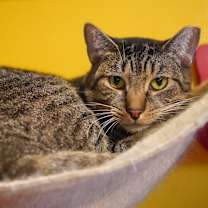 Thumbnail photo of Mice Krispies (Feral) #2