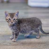 Thumbnail photo of Nugget #3