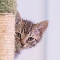 Thumbnail photo of Nugget #4