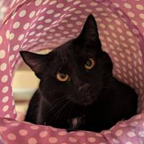 Thumbnail photo of Capitol #1