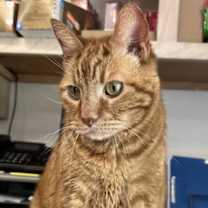 Thumbnail photo of Cinnamon #1