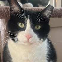 Thumbnail photo of TOBY #1