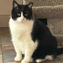 Thumbnail photo of TOBY #2