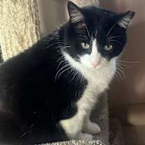 Thumbnail photo of TOBY #3